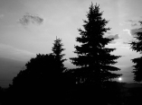 25. BW - Sunset, Tall Pine Trees - Barrie, Ontario, Canada July 2014. (SM CADMAN)