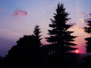 34. C - Sunset, Tall Pine Trees - Barrie, Ontario, Canada July 2014. (SM CADMAN)