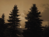 36. T- Sunset, Tall Pine Trees - Barrie, Ontario, Canada July 2014. (SM CADMAN)